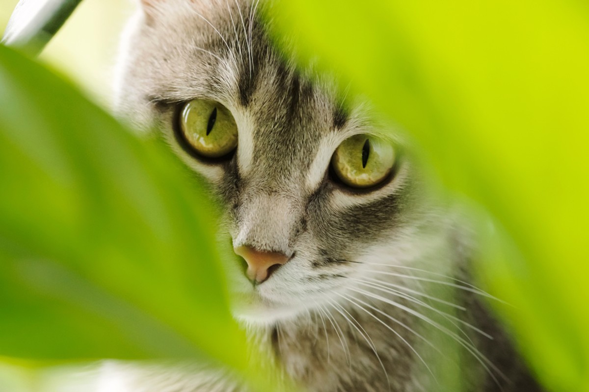 kot fot. shutterstock