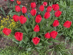 Tulipany w wytłaczankach po jajkach - jak sadzić? Co daje sadzenie tulipanów w wytłaczankach po jajkach?