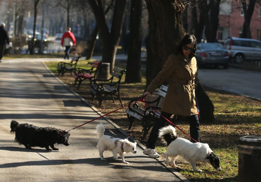 Psi i mačke najveći problem