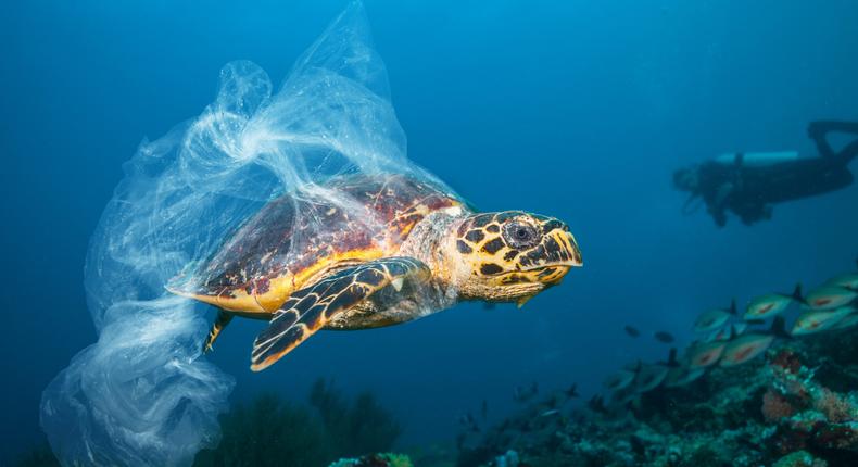 The amount of plastic in the world's oceans is projected to outweigh fish by 2050.