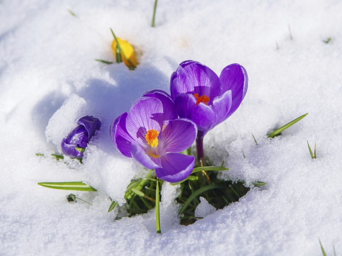 Za vikend je poslednja šansa da posadite ova 4 cveta ako na proleće želite baštu iz snova