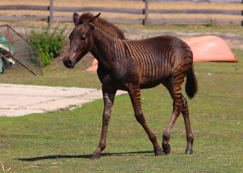 Zebruś to pół koń pół zebra