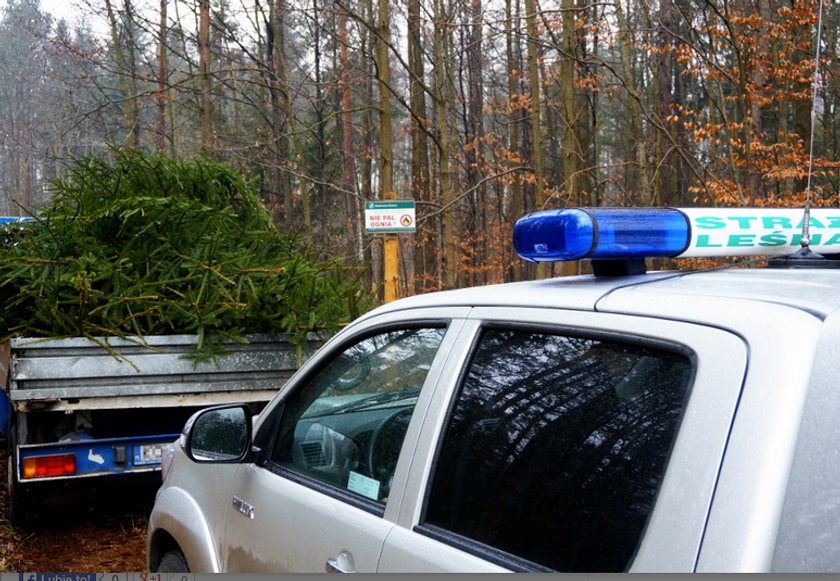 Policja i straż leśna pilnuje choinek