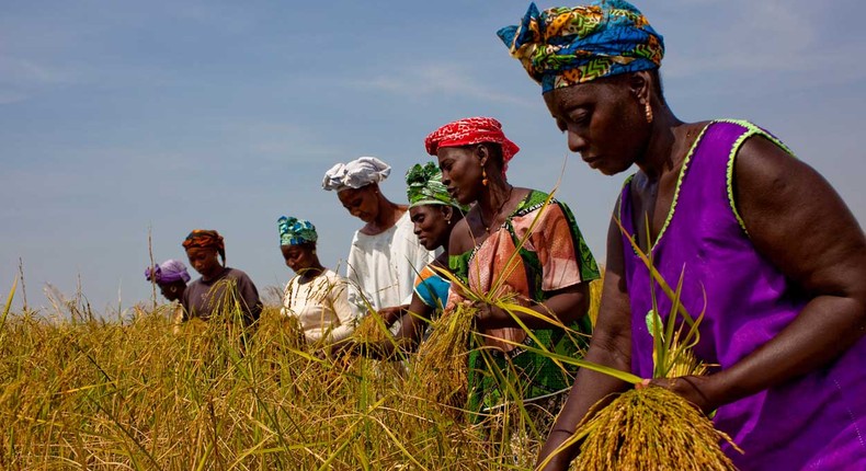 Gambian female farmers