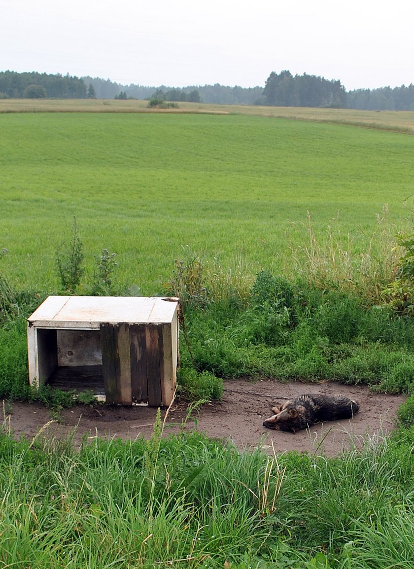 Bił i kopał psa na śmierć, aż kundelek wyzionął ducha