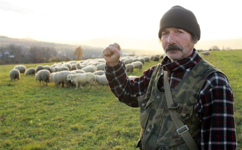 Ludzie się boją. Wilki pożerają im owce