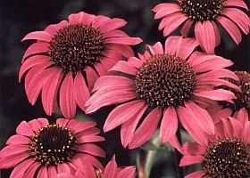 kasvirag-echinacea-noveny-d00000E8D417b5e4d872b