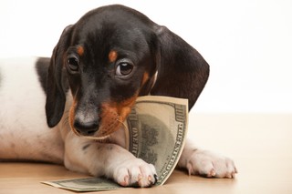 Podatek od posiadania psa 2022. Znowu zapłacimy więcej