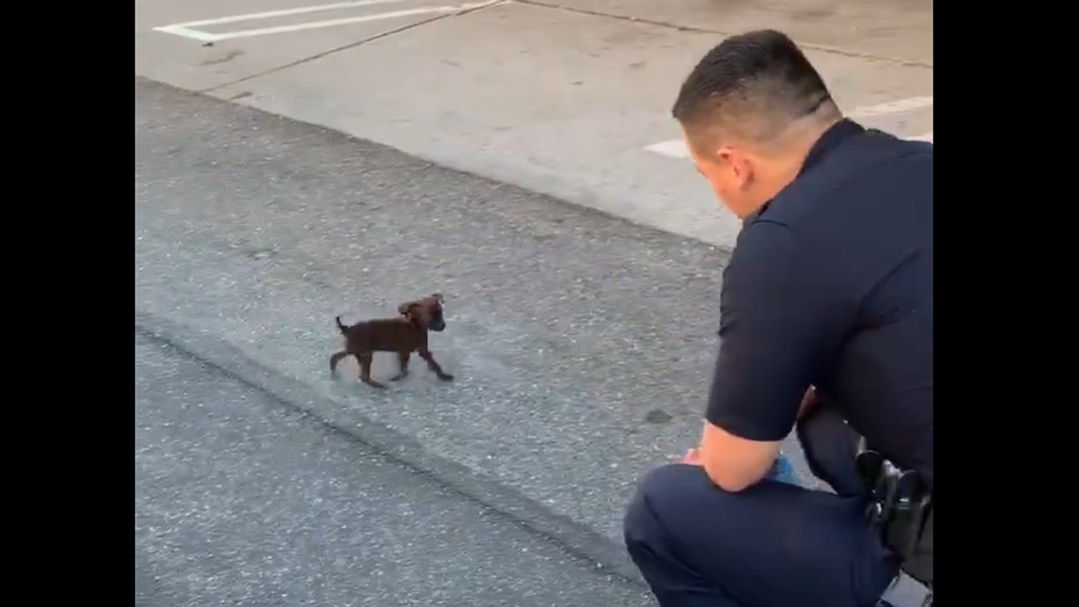 Policajac i napušteno štene