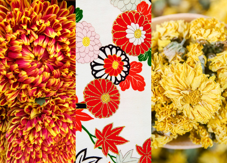 Chryzantemy to jedne z najpopularniejszych roślin jesieni. W Chinach są uprawiane od wieków, w Japonii mają status cesarskiego kwiatu, a w polskiej symbolice kojarzone są głównie ze Świętem Zmarłych. Dlaczego nazywane są kwiatami "krótkiego dnia"?