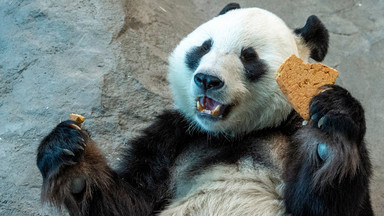 Fińskie zoo zwraca Chinom wypożyczone pandy. Roczne "przejadają" ok. 1-1,5 mln euro