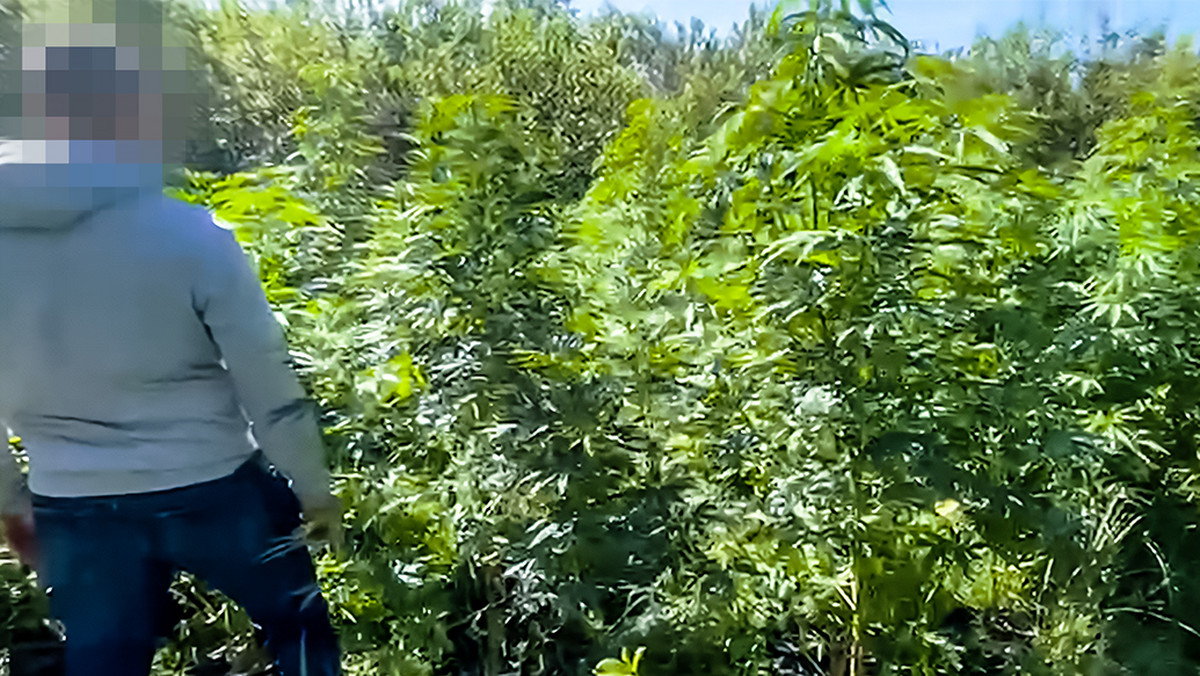 Policja likwiduje plantacje marihuany. Akcje w siłowni i na łące