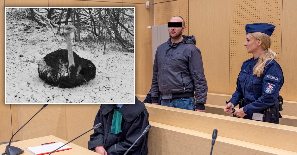 Zmaltretował strusia Zenka na śmierć. Wyszły na jaw przerażające szczegóły. "Szedł z zamiarem zgwałcenia"