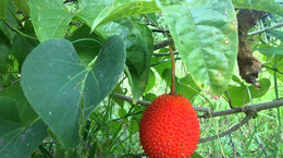 Jackfruit - wartości odżywcze i właściwości. Jackfruit w diecie wegańskiej