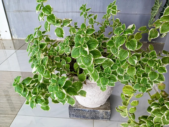 Postavljena uz garnituru za sedenje ili blizu prozora oteraće komarce tokom toplih večeri 