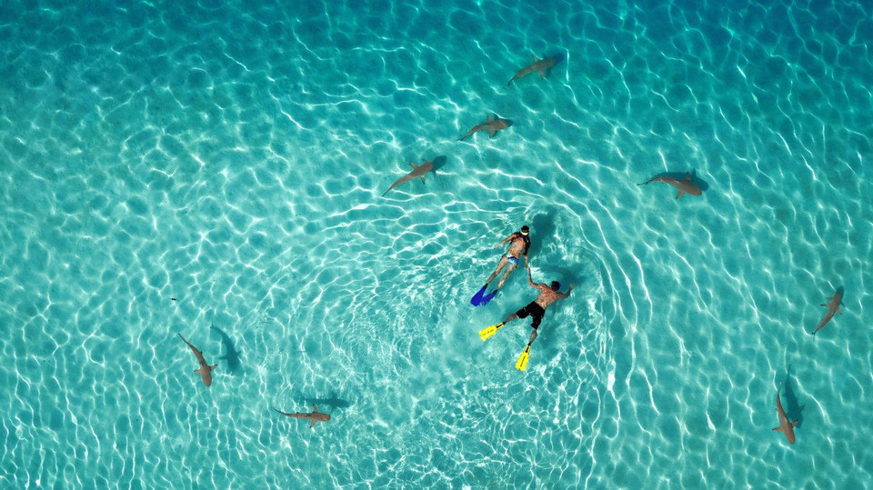 I miejsce w kategorii Przyroda - Tahitiflyshoot, Snorkeling with sharks (pol. Nurkując z rekinami)