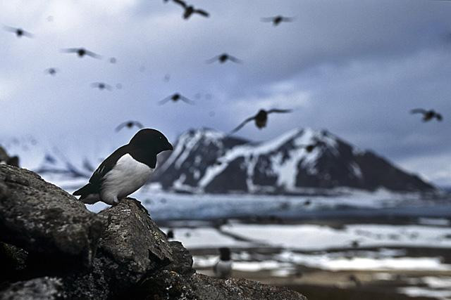 Galeria Wystawa polarnej fotografii przyrodniczej "Ptaki Spitsbergenu", obrazek 37