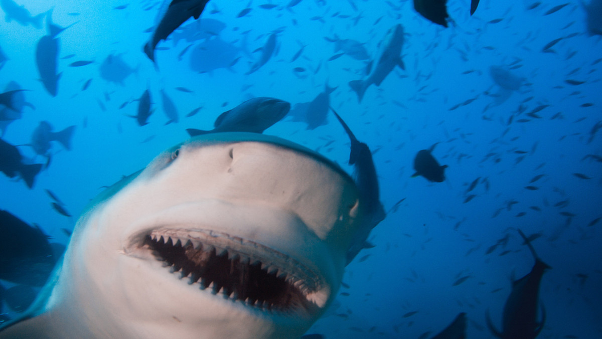 32-letni Amerykanin nurkujący samotnie u wybrzeży australijskiej wyspy Rottnest, w pobliżu Perth, został w sobotę zaatakowany i śmiertelnie poraniony przez rekina - poinformowała policja.