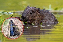 Bóbr wpadł w betonową pułapkę. 'Odbiliśmy się od znieczulicy i ignorancji'