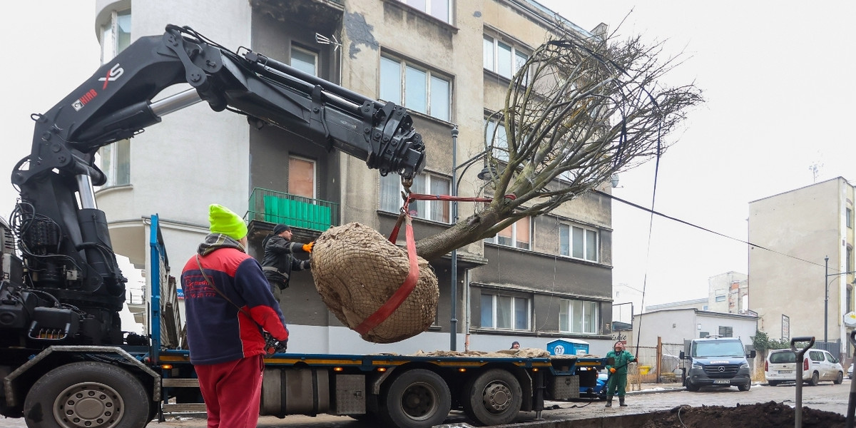 Wielka lipa trafiła na ulicę Lipową. 