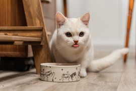 Mačke često obeležavaju teritoriju, a miris urina može biti veoma uporan