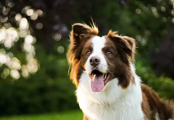 Ranking najmądrzejszych ras psów według psiego psychologa. Czy twój jest na liście?