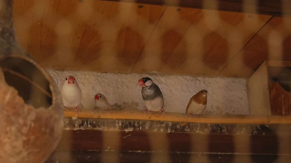 Pernato carstvo u čačanskom naselju Trnava