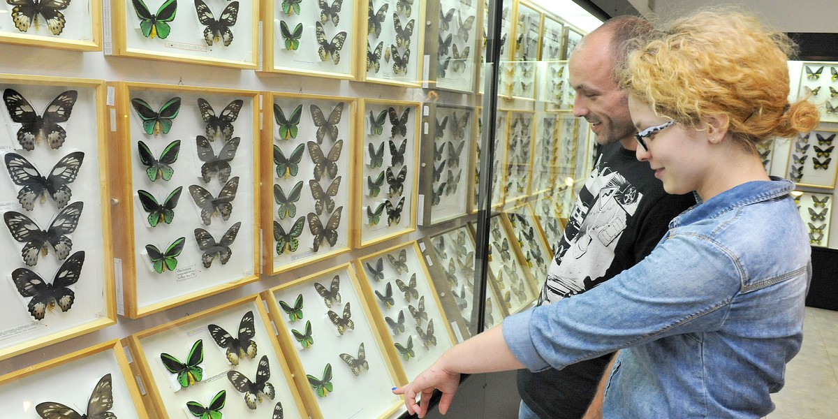 muzeum przyrodnicze wystawa motyle kraków