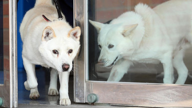 Awantura o psy podarowane przez Kim Dzong Una prezydentowi Korei Południowej 