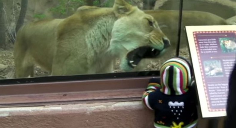 Lioness filmed trying to EAT little boy