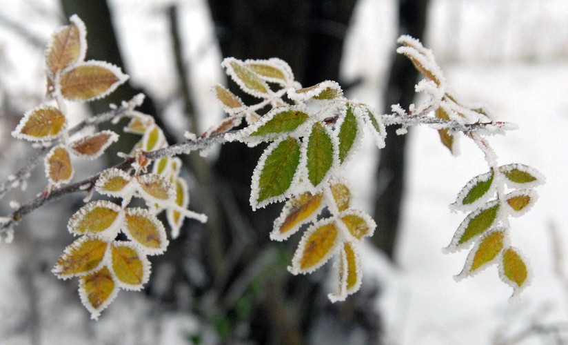 Zima zaatakowała śniegiem