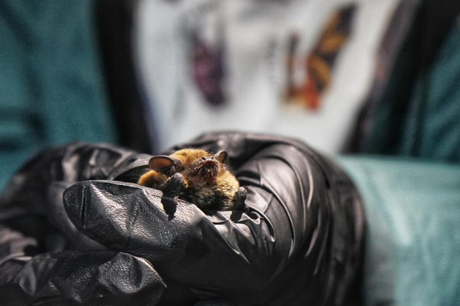 Međunarodna noć slepih miševa