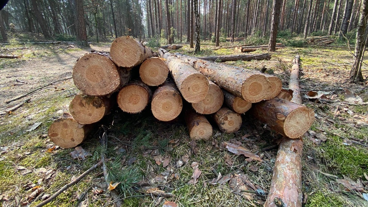 Wycięte drzewa w Kampinoskim Parku Narodowym