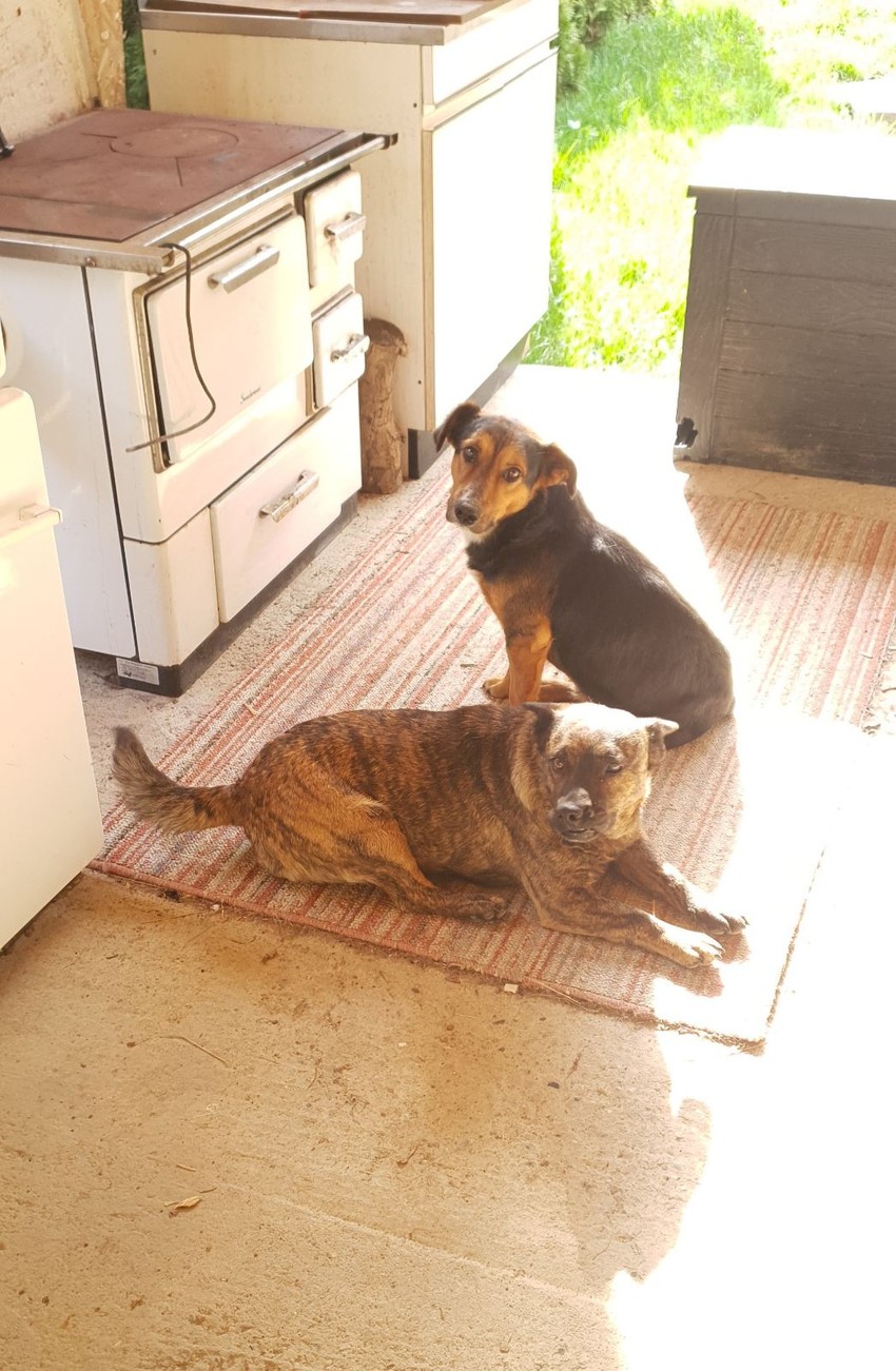 Vrcika sa preživelim drugarom Srećkom