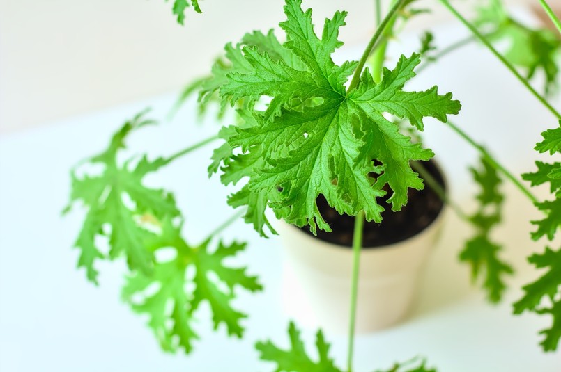 Geranium - roślina odstraszająca komary