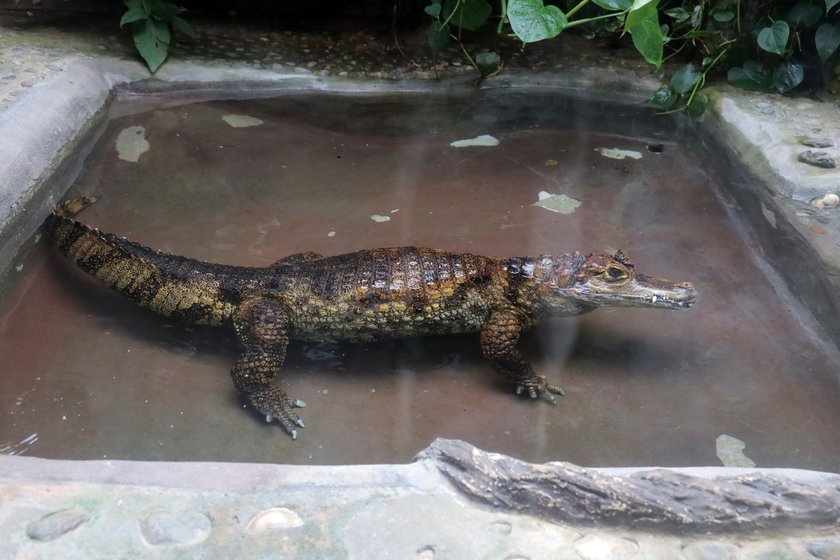 Gady i płazy z ZOO w Łodzi mają nowy dom