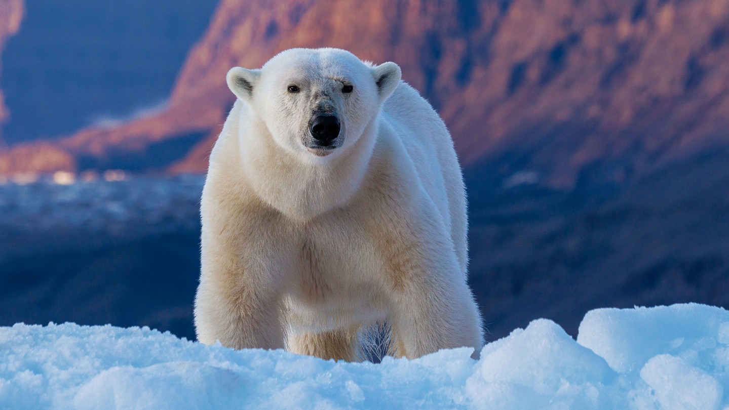 Ľadové medvede menia svoju DNA v reakcii na otepľovanie. (ilustračné foto)