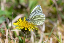 Ovaj ljupki cvetić u SRBIJI raste BUKVALNO SVUDA, a jedna je od NAJLEKOVITIJIH BILJAKA: Pomoći će ako imate visok holesterol, ČISTI KRVNE SUDOVE i ima više gvožđa nego spanać!