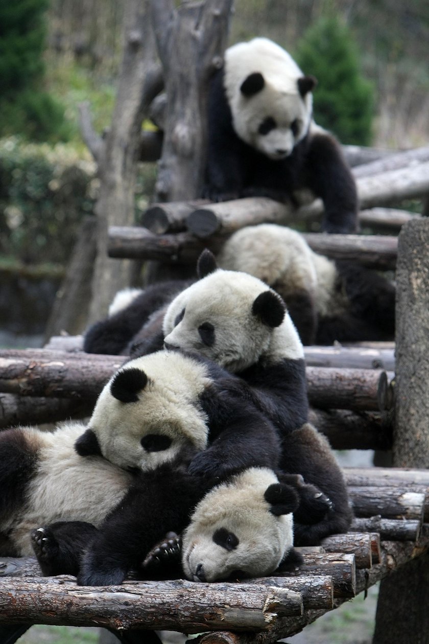 Przedszkole dla pand w Chengdu. Najsłodsze miejsce na świecie!