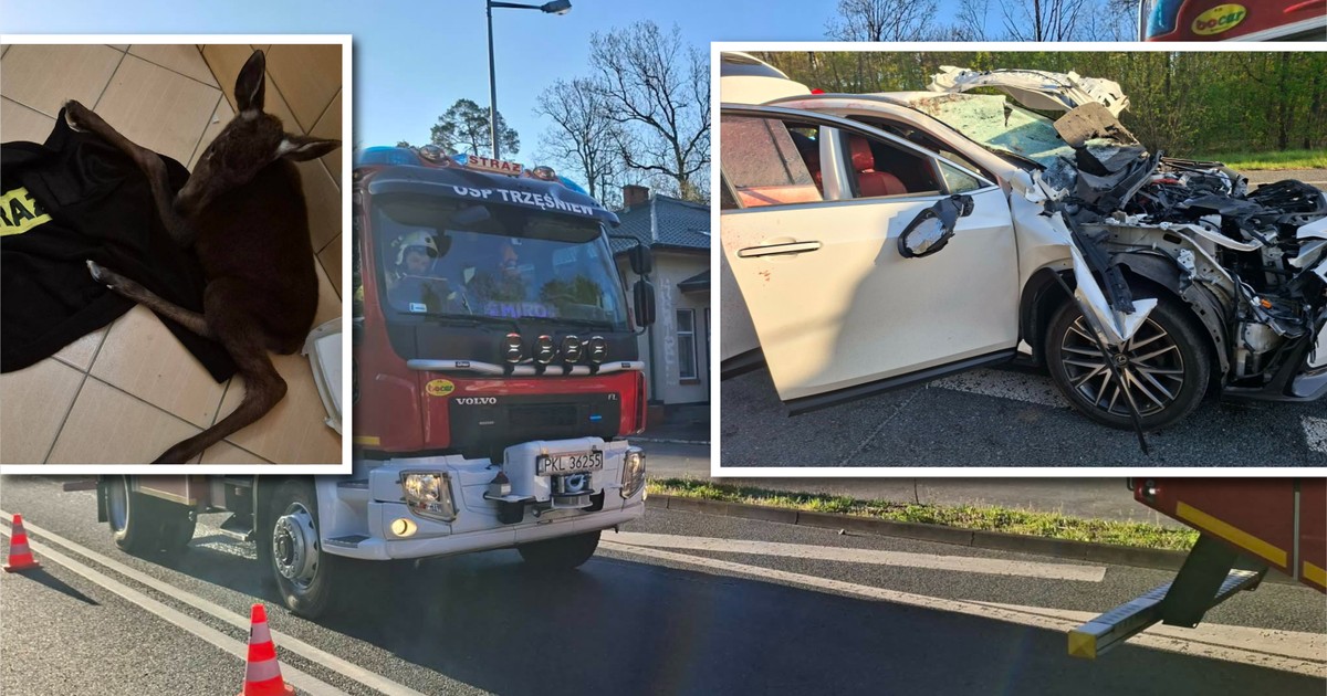 Łosia tragedia