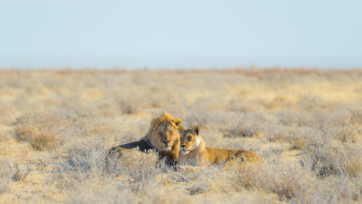 lew Couple of Lions lying down in the bush, Africa