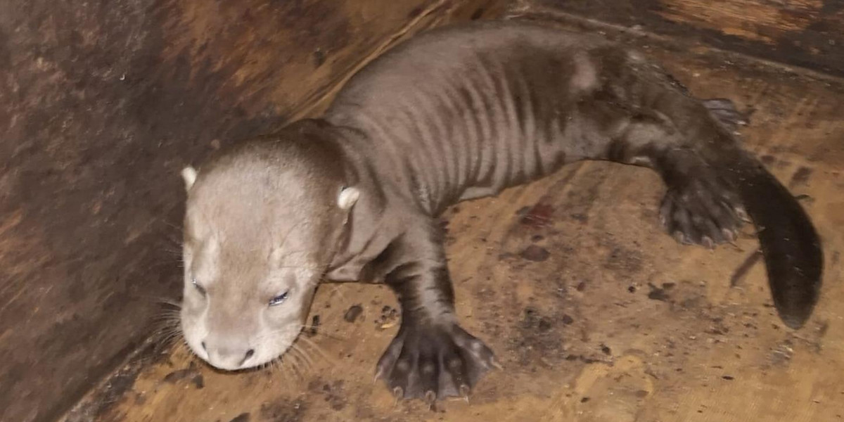 Trojaczki w łódzkim zoo