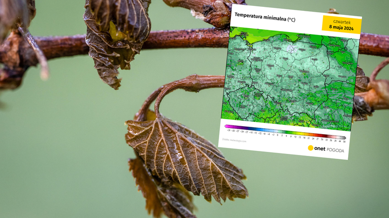 Polska zagrożona niebezpiecznymi przymrozkami. Znów możliwe są straty w uprawach (screen: meteologix.com)