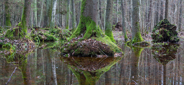 Puszcza Białowieska - ostatni pierwotny las Europy