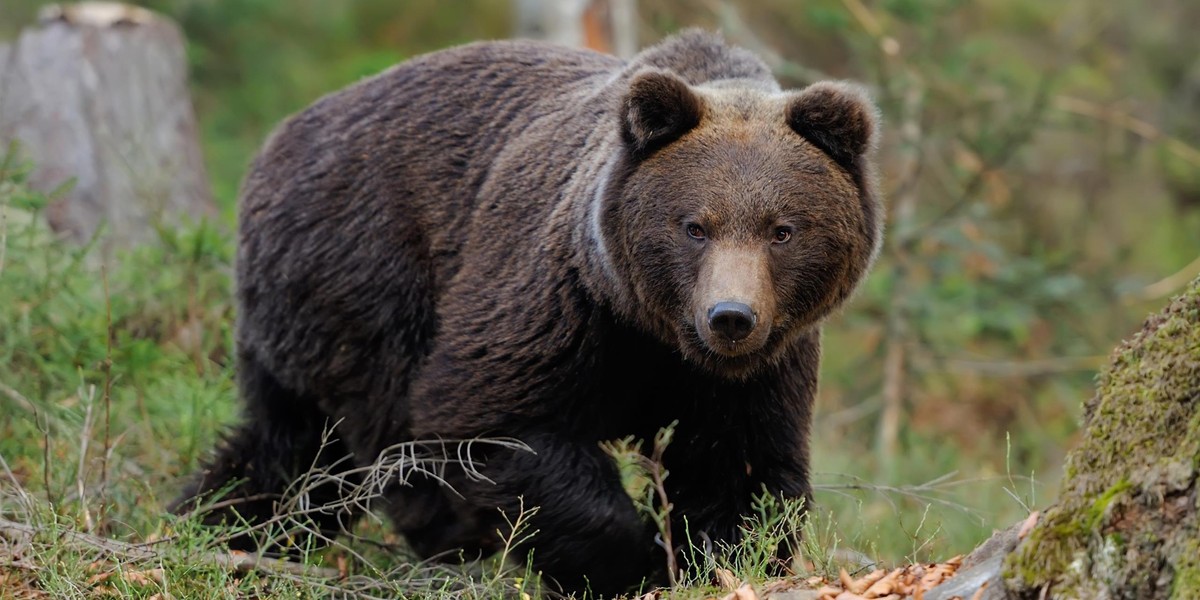 Wczesną wiosną niedźwiedzie są bardzo pobudzone i rozdrażnione. Robią wszystko, aby zdobyć pożywienie.