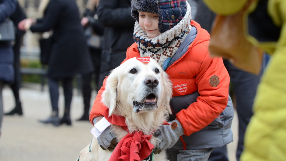 Psy z Golden Retriever WOŚP w Poznaniu podczas 31. Finału WOŚP fot. Codzienny Poznań