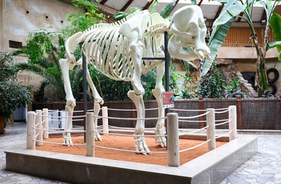 W warszawskim Zoo wydrukowali szkielet słonia