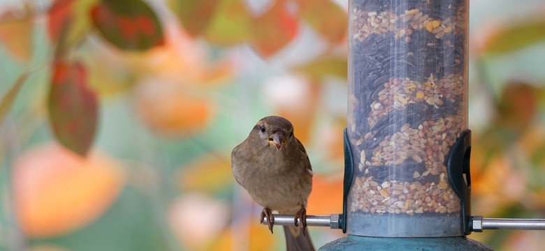 Kiedy zaczynamy dokarmiać ptaki? Karmniki wieszamy nieco wcześniej