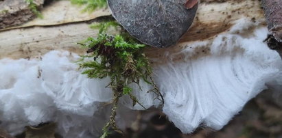 Rzadki widok w polskim lesie. Znaleźli "lodowe włosy". Czym są?