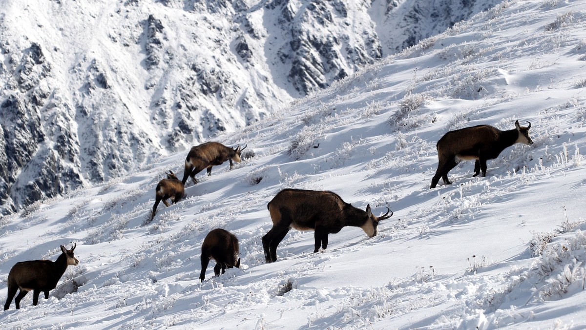 ZAKOPANE TATRY KASPROWY WIERCH ŚNIEG